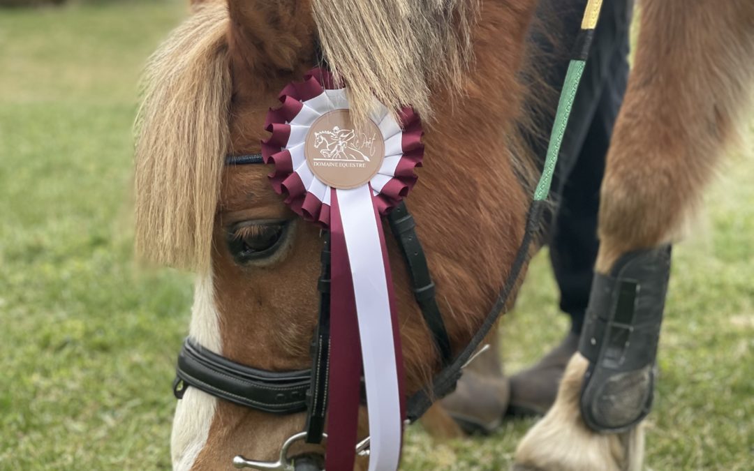 Noddy le poney beau gosse du Poët