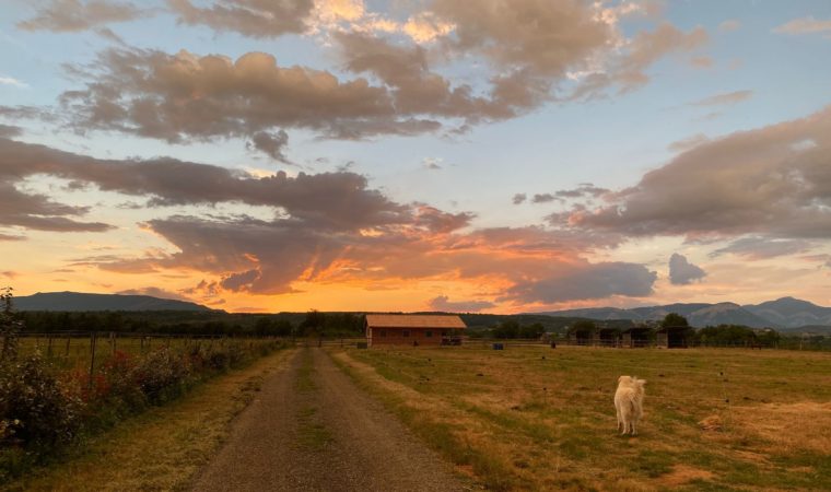paddocks