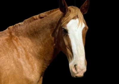 portrait chevaux du poet daffyd