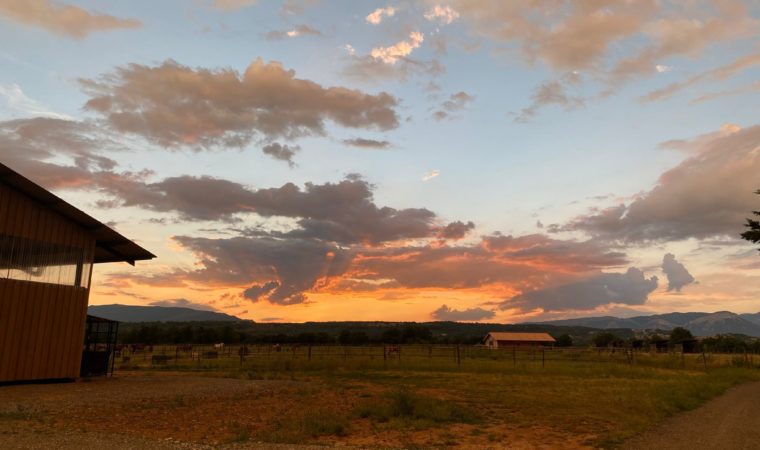 paddocks couché de soleil
