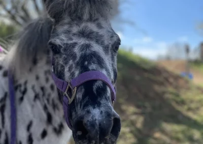 portrait shetland domaine equestre du poet