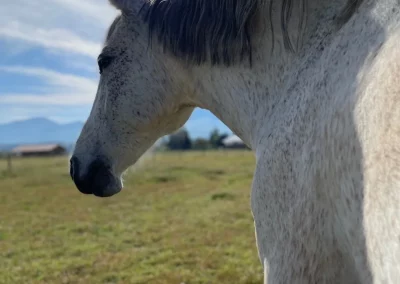 tango cheval du domaine equestre du poet