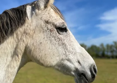 tango cheval domaine équestre du poet