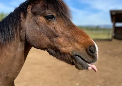 prao grimace domaine equestre du poet