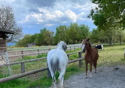 abana et noddy poneys amoureux du poët