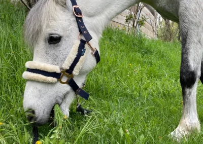 abana poney gourmand domaine equestre du poët