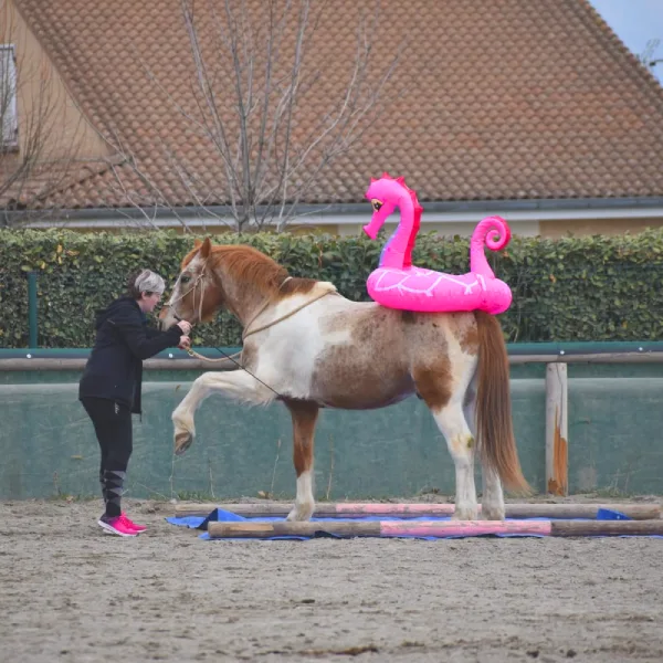 stage travail a pied domaine equestre du poët