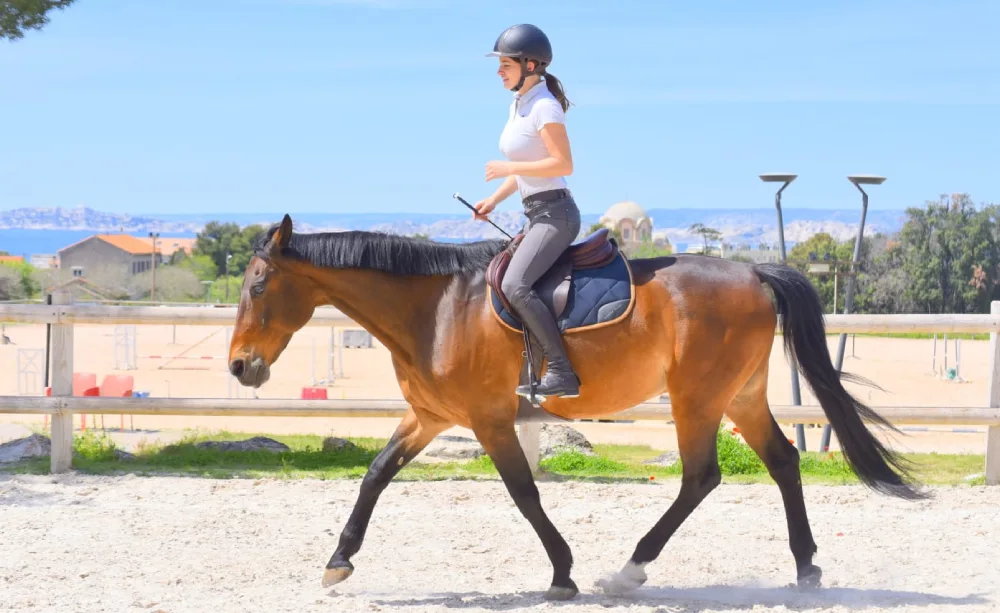 travail monté liberté domaine equestre du poet