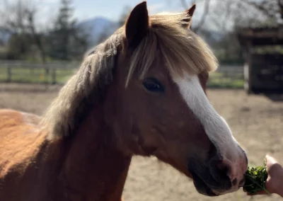 noddy poney alezan domaine equestre du poet