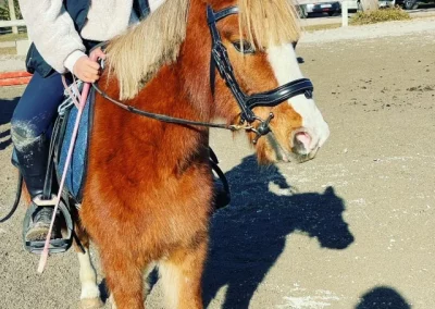 noddy ponet domaine equestre du poet