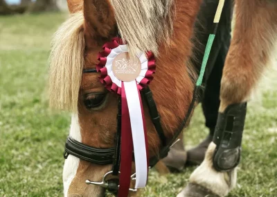 noddy poney concour domaine equestre du poet