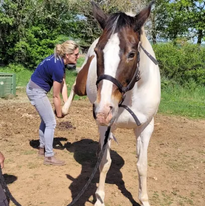 osteopathe equin domaine equestre du poet osteopathe domaine equestre du poet