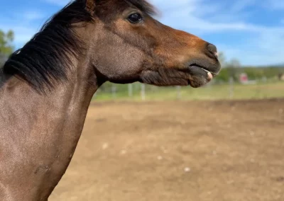 prao domaine equestre du poet