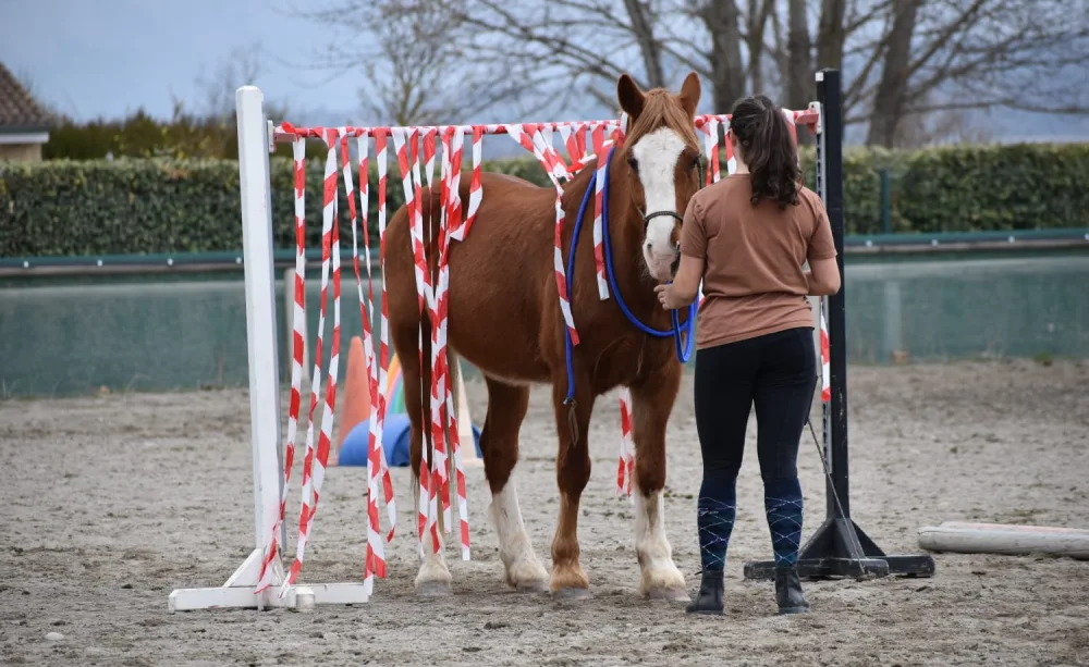 travail a pied domaine equestre du poet stage equifeel domaine equestre du poet