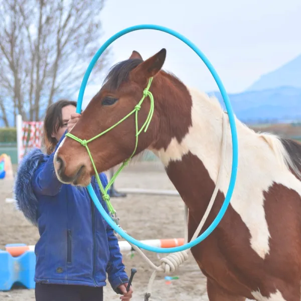 travail à pied domaine equestre du poet stage