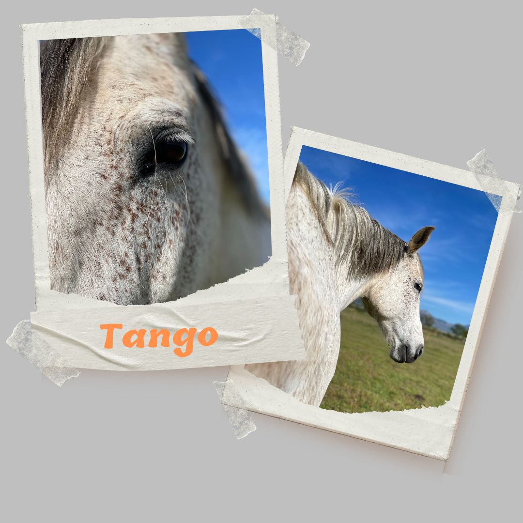 tango cheval centre equestre le poet