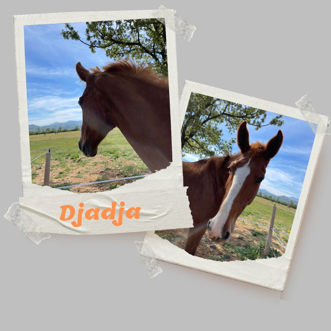 djadja cheval centre equestre le poet