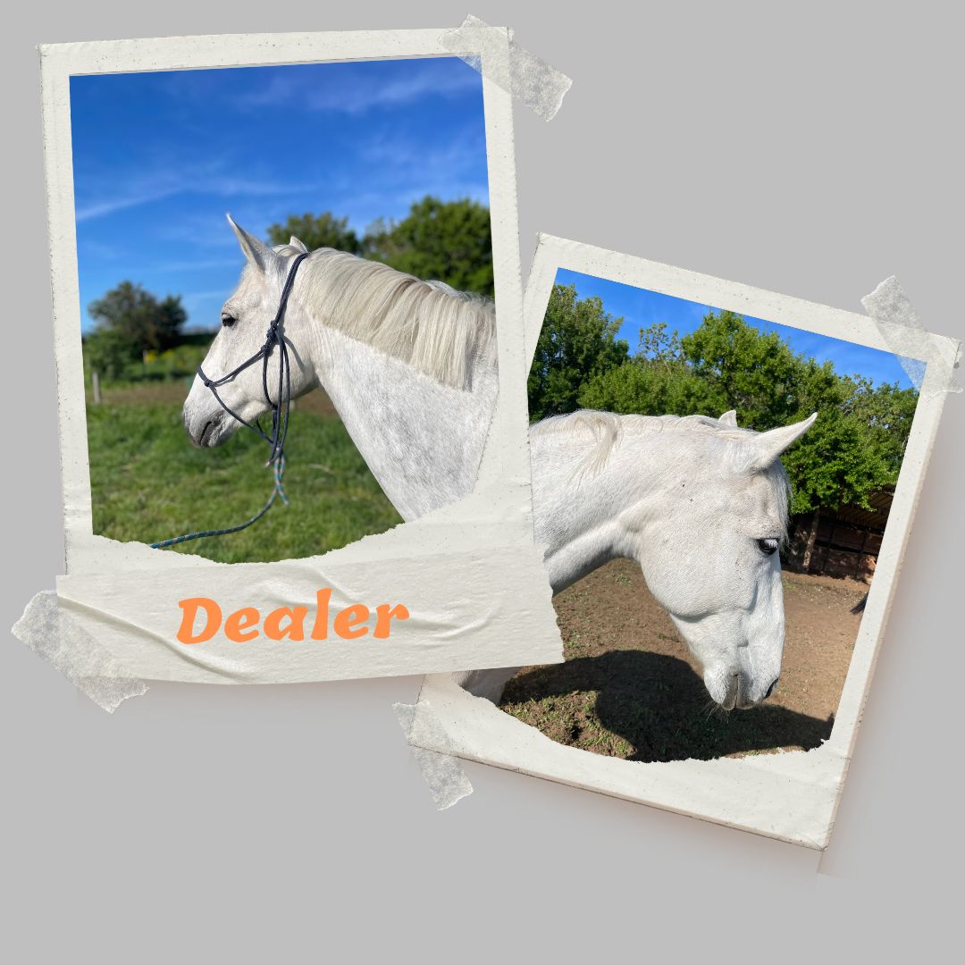 dealer poney domaine equestre le poet