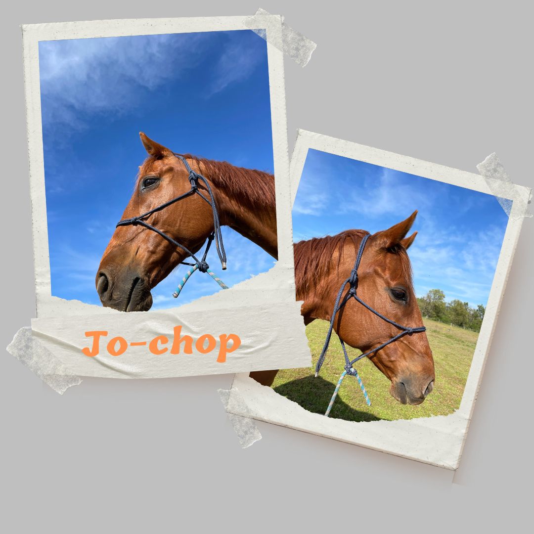 jojo cheval domaine equestre du poet