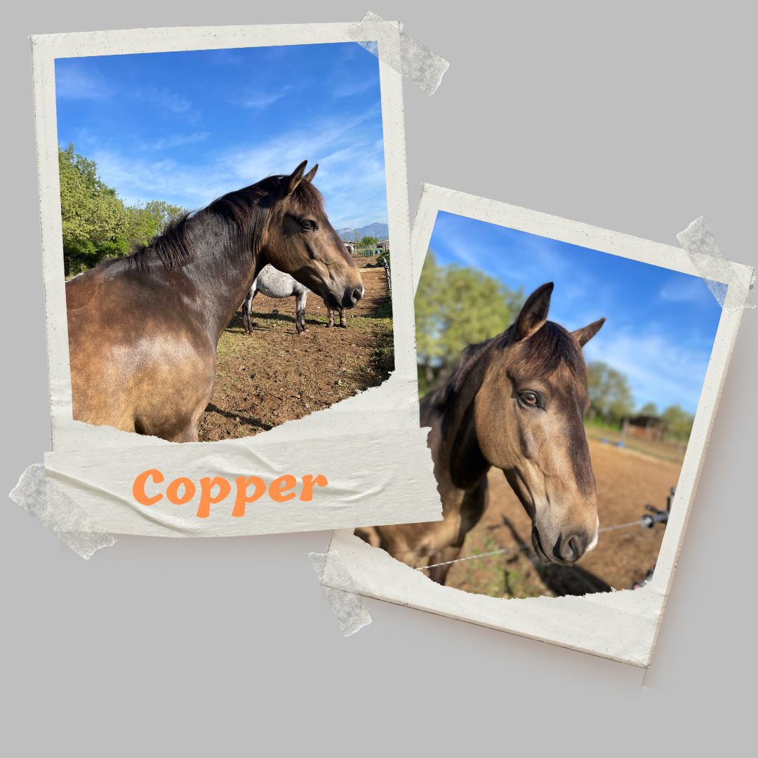 copper poney domaine equestre du poet