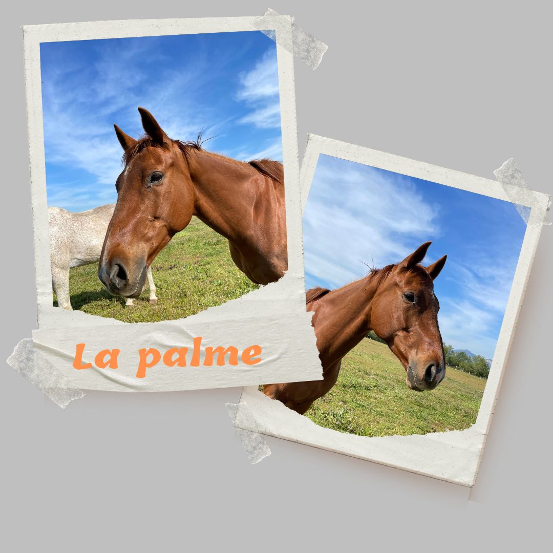 la palme d'or jument domaine equestre du poet