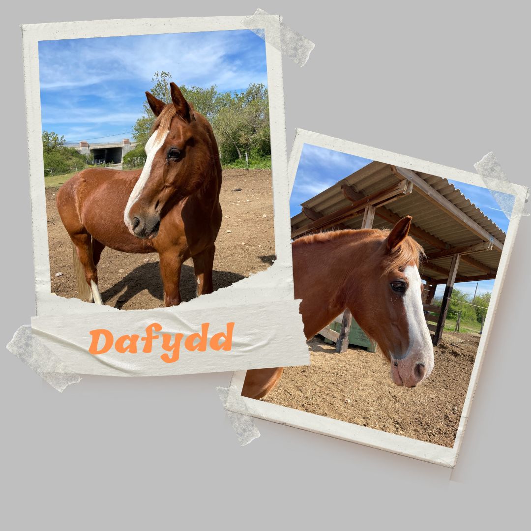 dafydd cheval au grand coeur