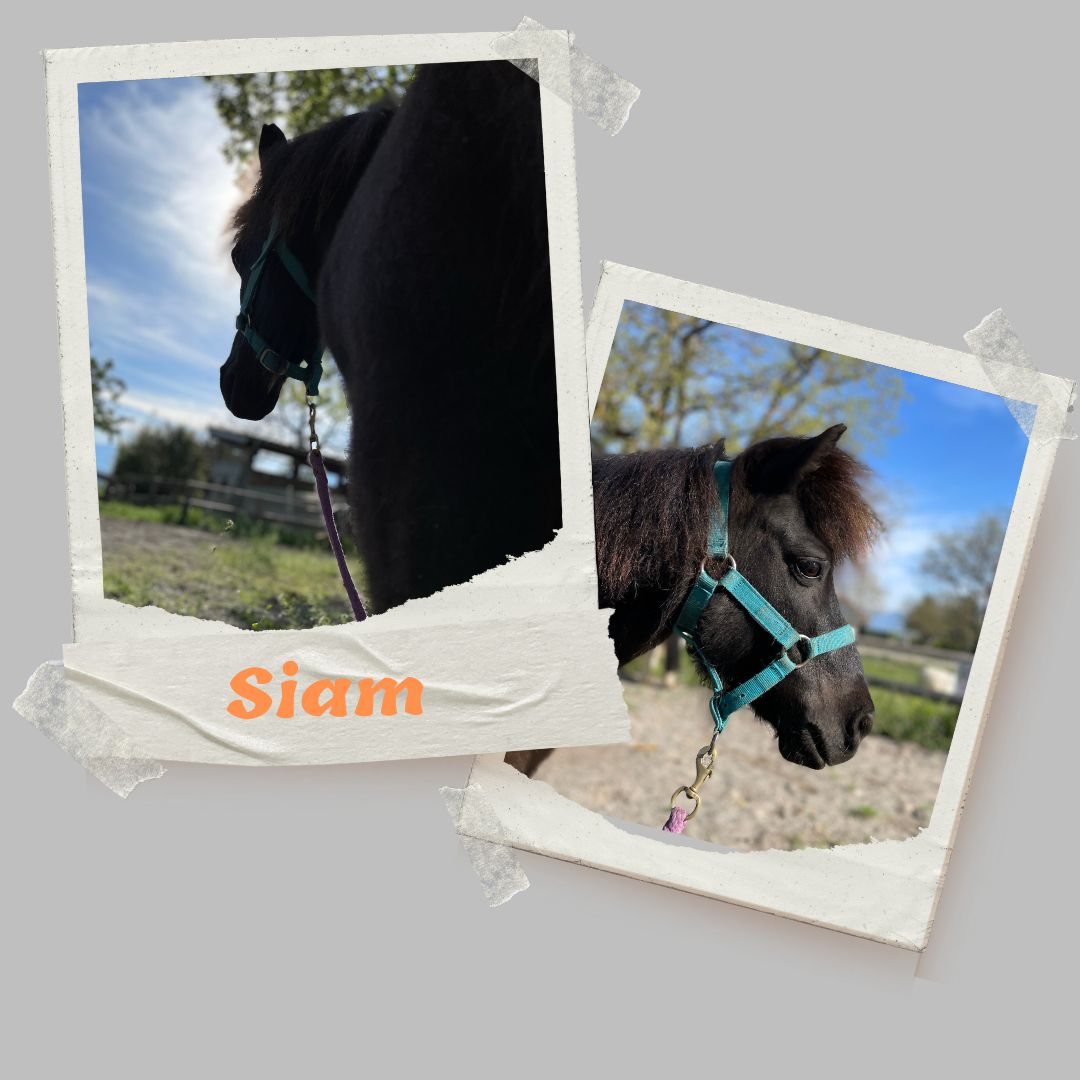 siam shetland domaine equestre du poet