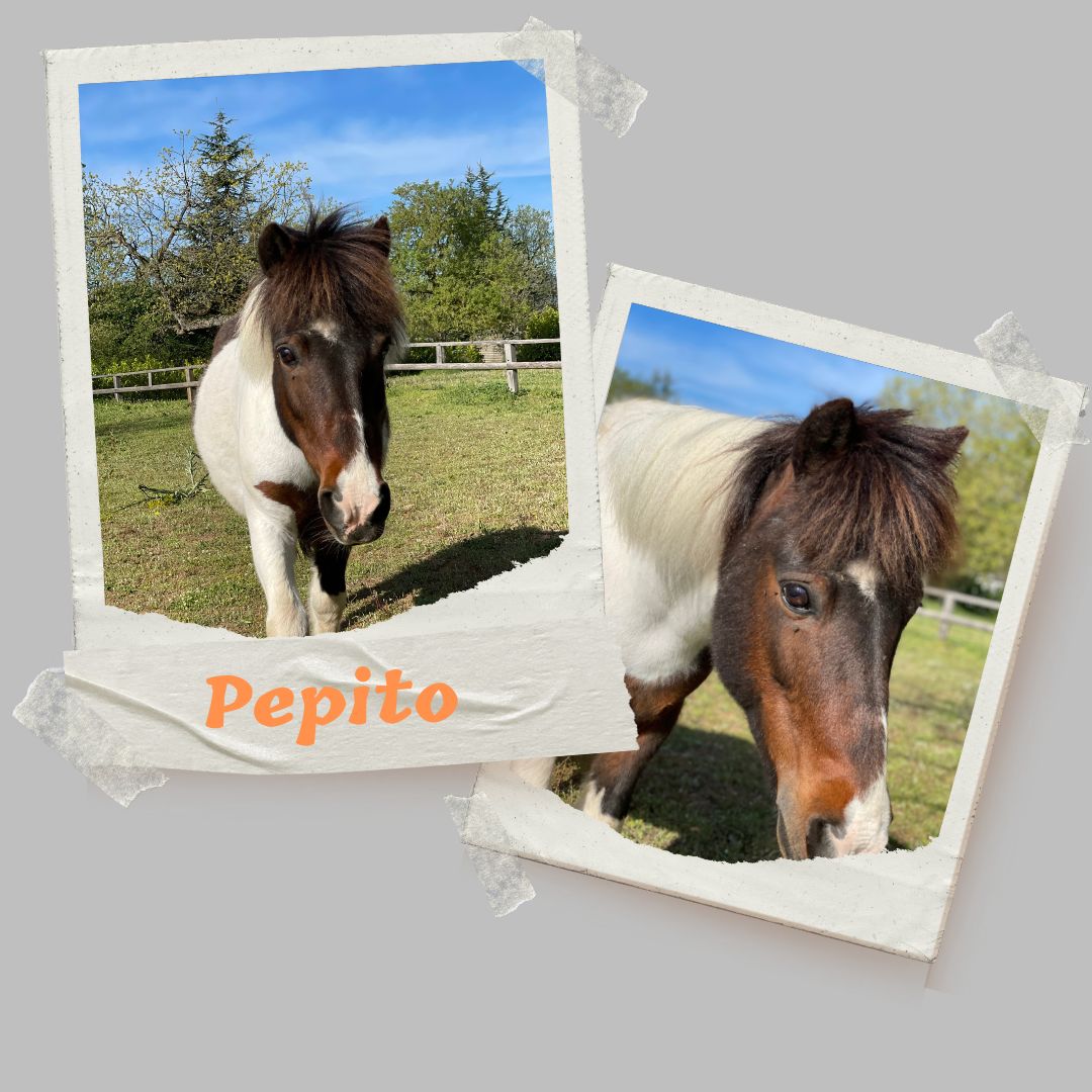 pepito shetland domaine equestre du poet