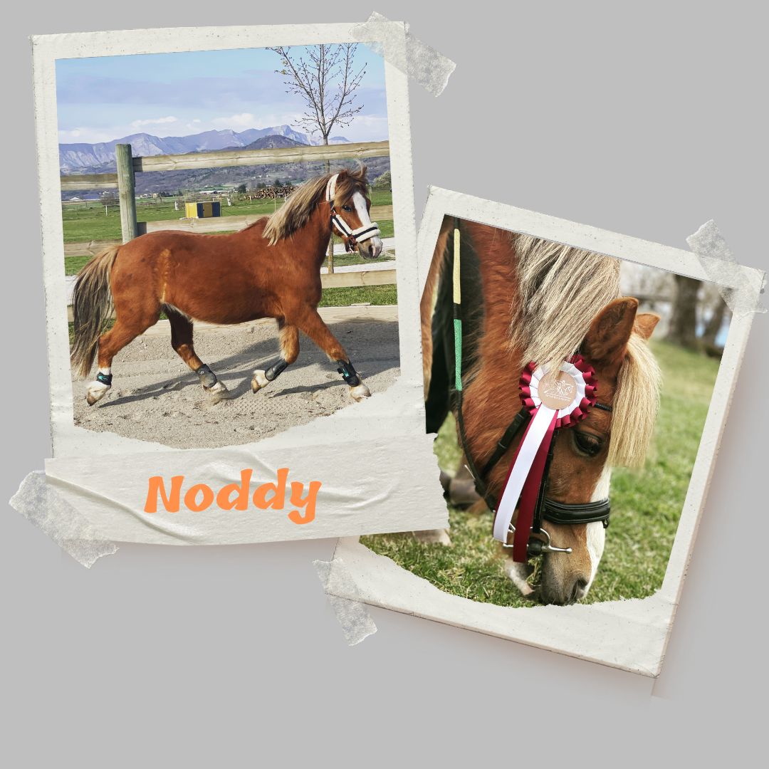 noddy poney beau gosse du poet