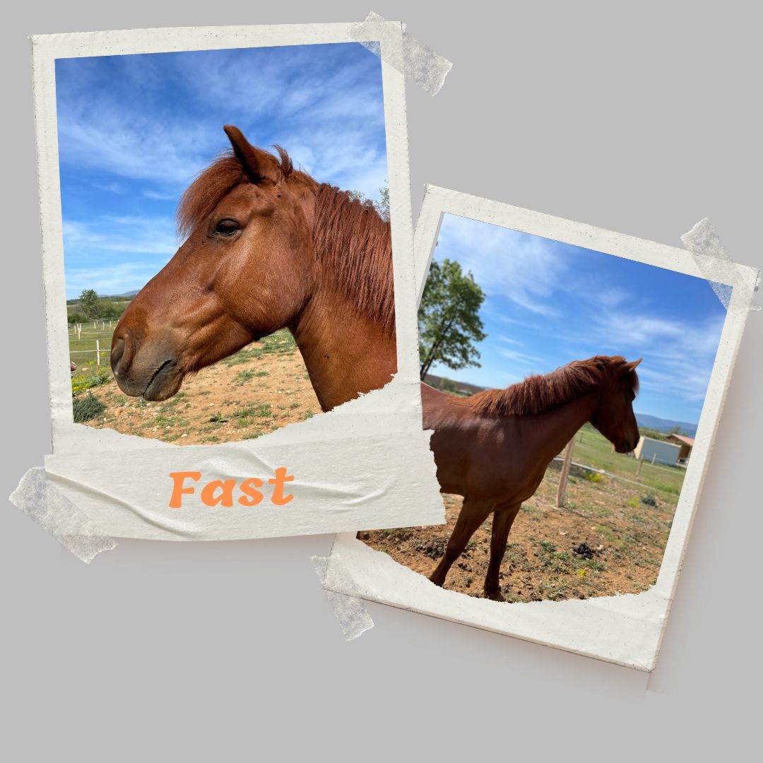 fast poney alezan domaine equestre du poet